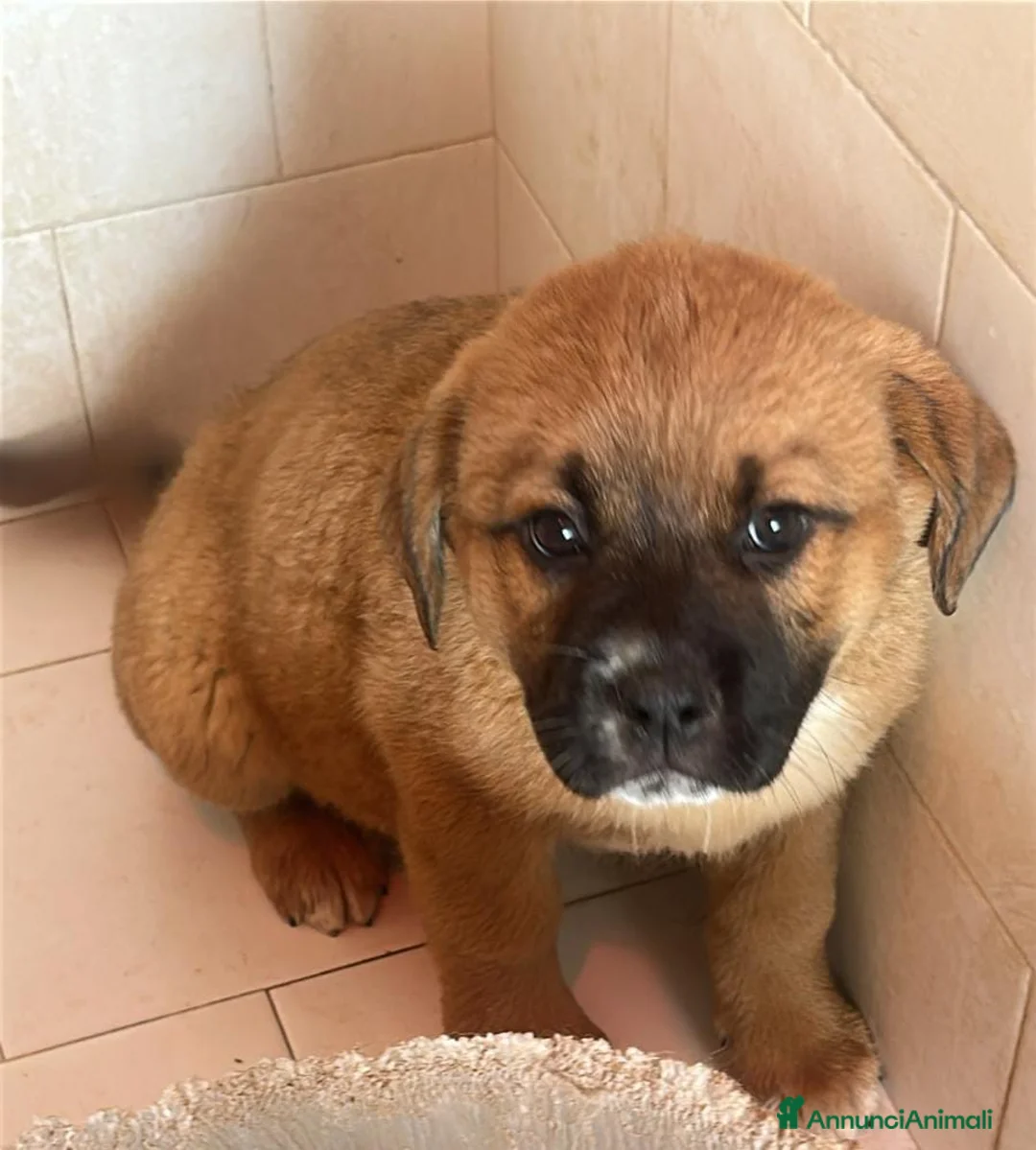 Meticcio cani in regalo: Cucciole di taglia media  - Annuncio 3