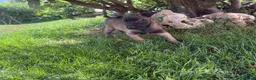 Pastore Belga cani in vendita: Splendidi cuccioli Pastore Belga Malinois - Annuncio 3