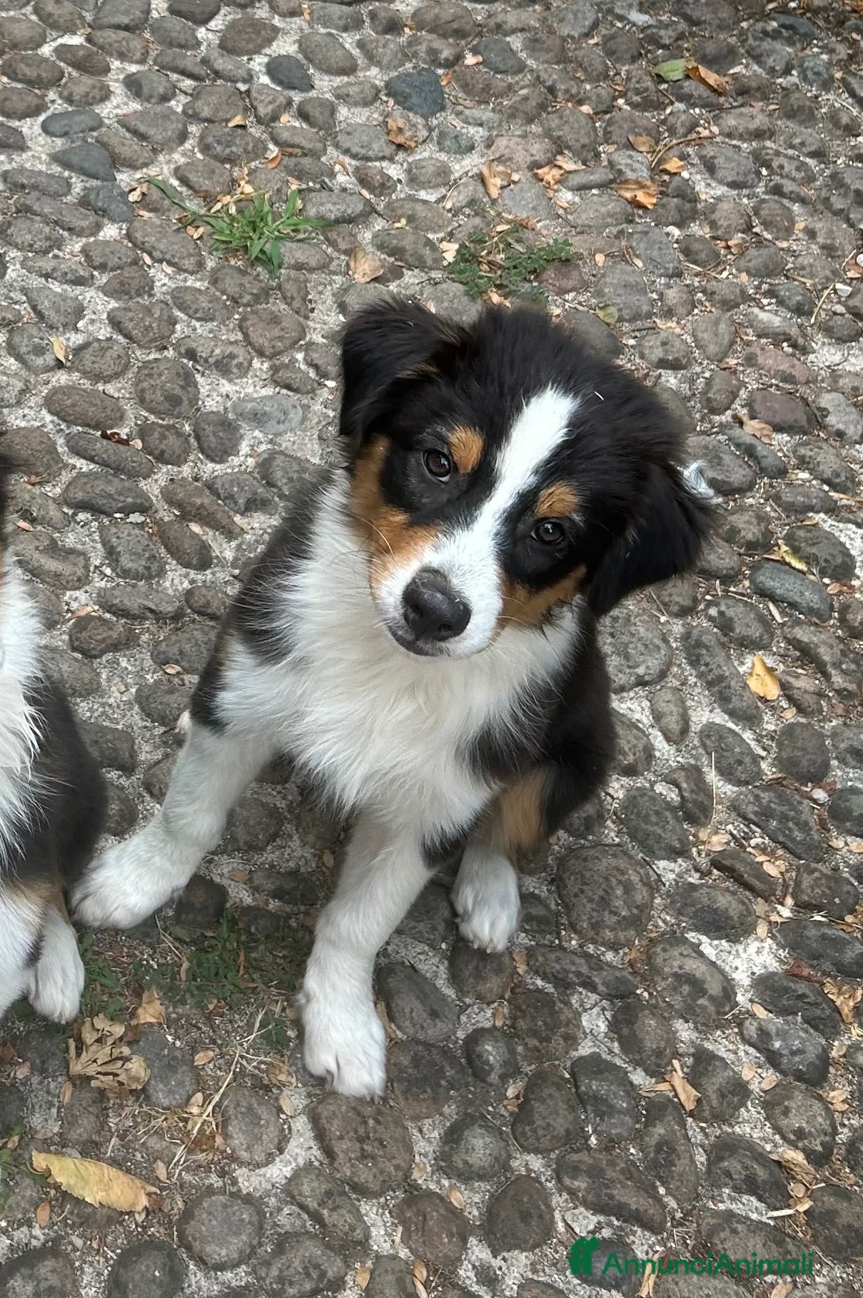 Australian Shepherd cani Ultime due cucciole pastore australiano - Annuncio 2