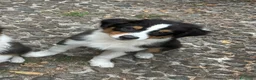 Australian Shepherd cani in vendita: Ultime due cucciole pastore australiano - Annuncio 2