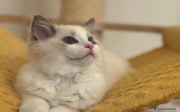 Ragdoll gatti in vendita: Cucciole Ragdoll Blue Bicolor  a Città metropolitana di Milano - Immagine 5