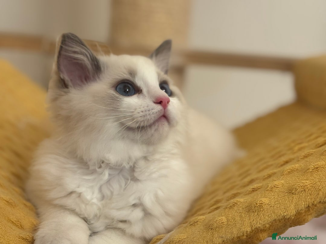 Ragdoll gatti in vendita: Cucciole Ragdoll Blue Bicolor  a Città metropolitana di Milano - Immagine 5