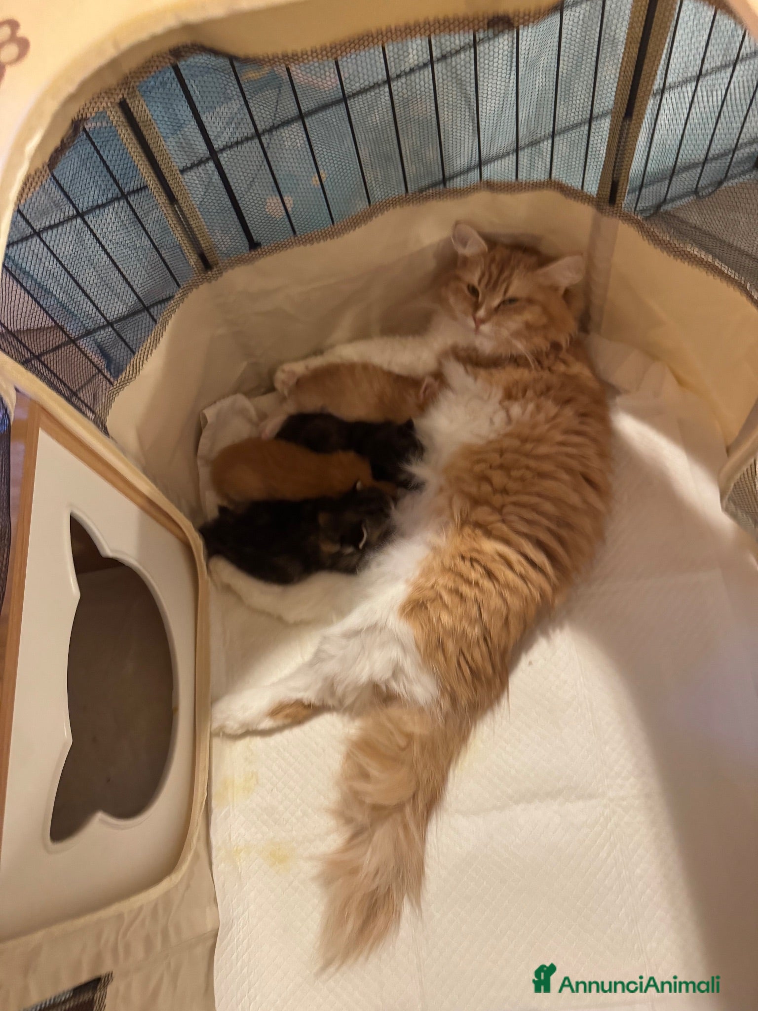 Siberiano gatti Ultima meravigliosa cucciola disponibile  - Annuncio 11