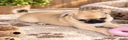 Chihuahua cani in vendita: Cucciola Chihuahua con Pedigree - Annuncio 2