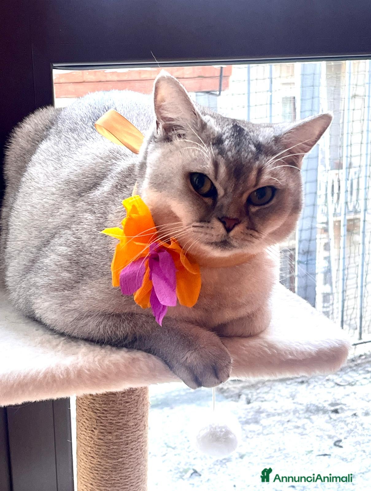 British gatti Nami, una british silver - pace e natura - Annuncio 1