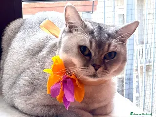 British gatti Nami, una british silver - pace e natura - Annuncio 1