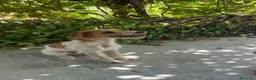 Meticcio cani in regalo: Cane taglia media - Annuncio 5