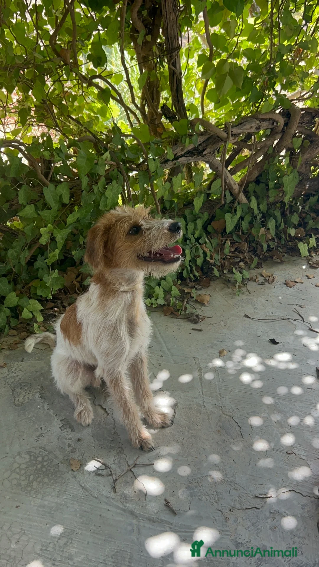 Meticcio cani in regalo: Cane taglia media - Annuncio 5