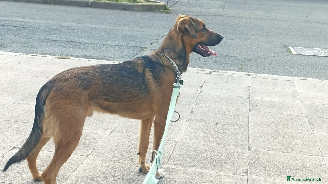 Meticcio cani in regalo: Cane miticcio - Annuncio 8