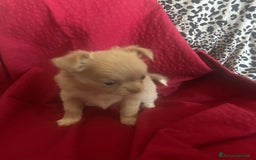 Chihuahua cani in vendita: Chihuahua con pedigree - Immagine 3