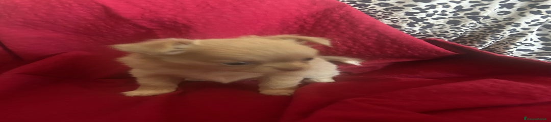 Chihuahua Cucciolo 4