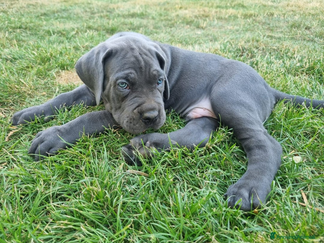 Cane Corso cani in vendita: Cuccioli cane corso a Provincia di Verona - Immagine 9