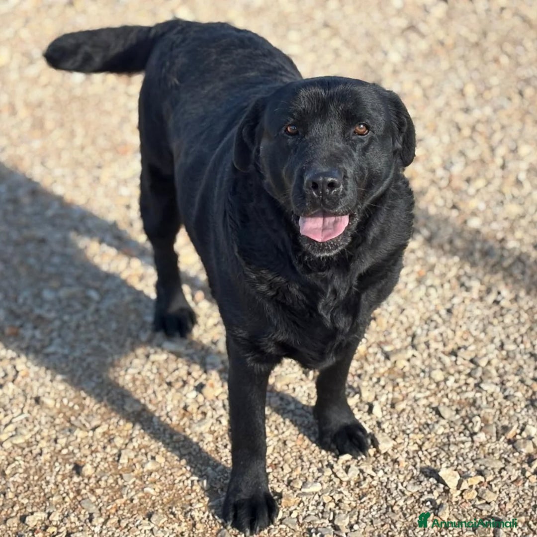 Labrador cani in regalo: DORIAN labrador 3 anni e mezzo cerca casa  - Annuncio 3