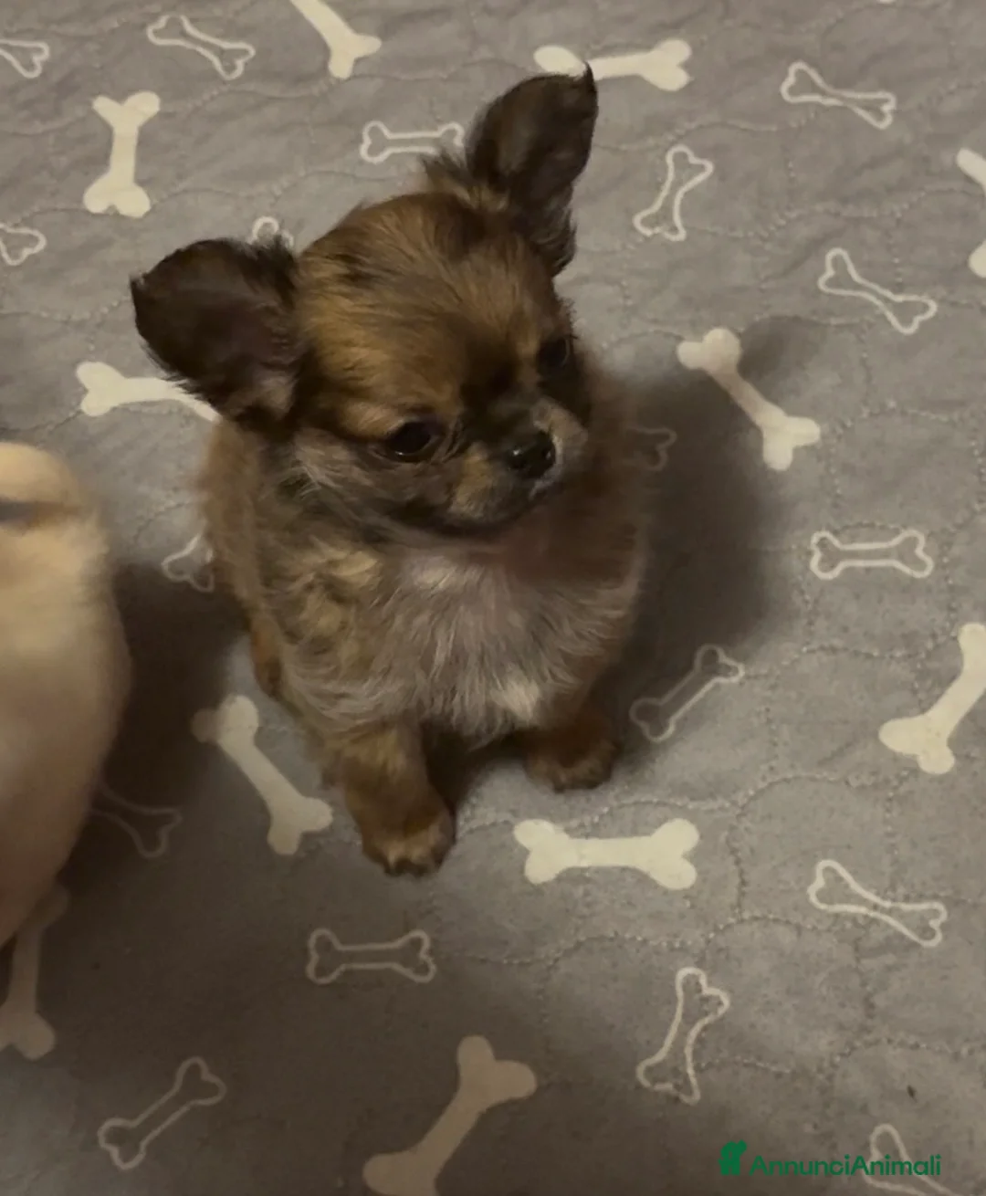 Chihuahua cani in vendita: Cuccioli di chihuahua - Annuncio 5