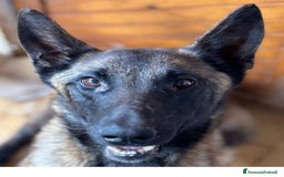 Pastore Belga cani in regalo: Raja - pastore belga malinois 4 anni in adozione a Provincia di Latina - Immagine 1