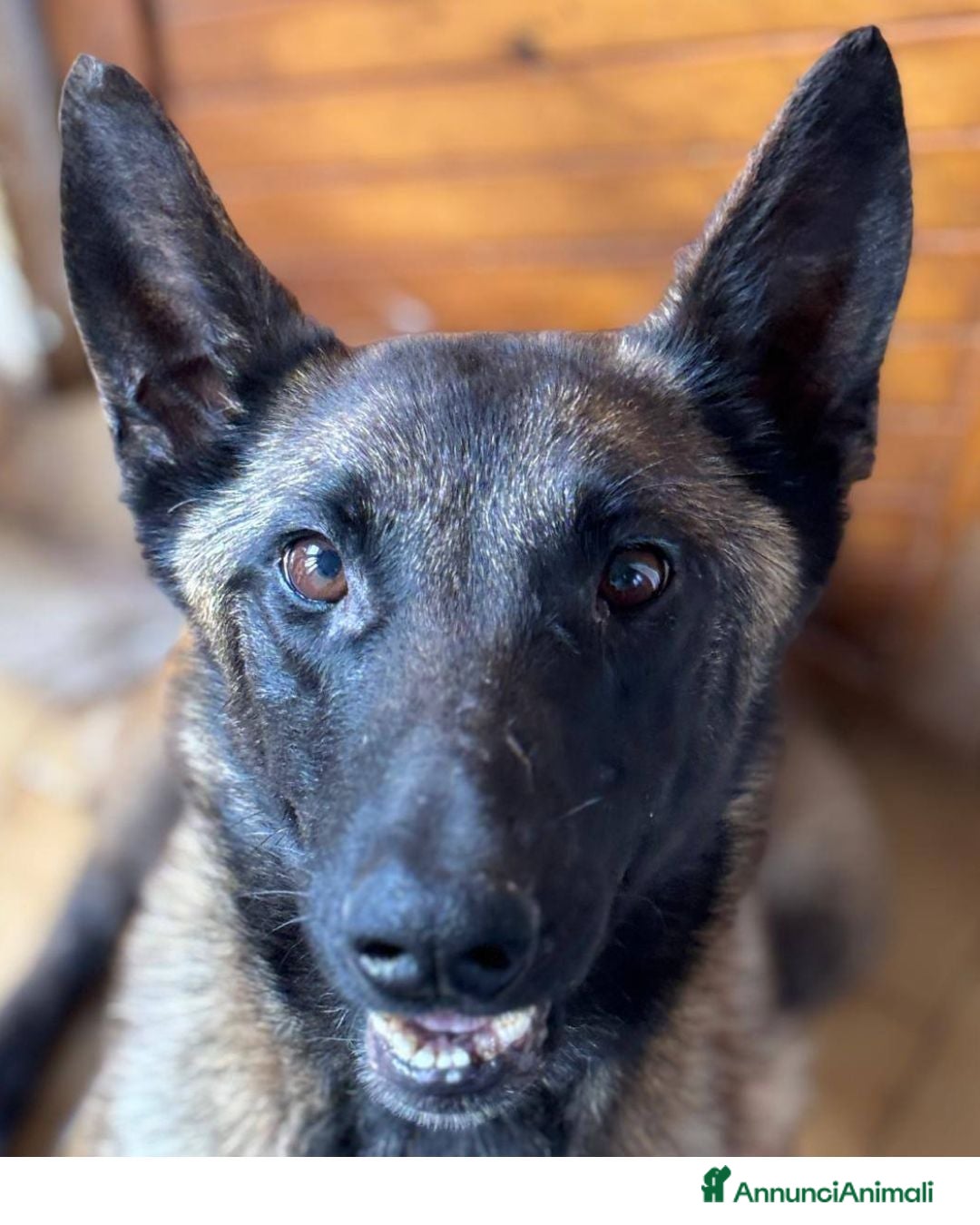 Pastore Belga cani in regalo: Raja - pastore belga malinois 4 anni in adozione a Provincia di Latina - Immagine 1