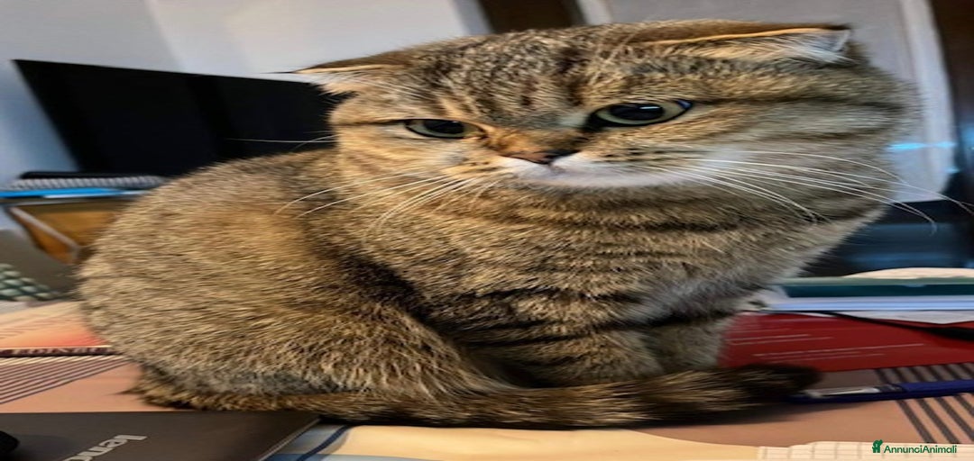 Immagine della galleria {{count}}