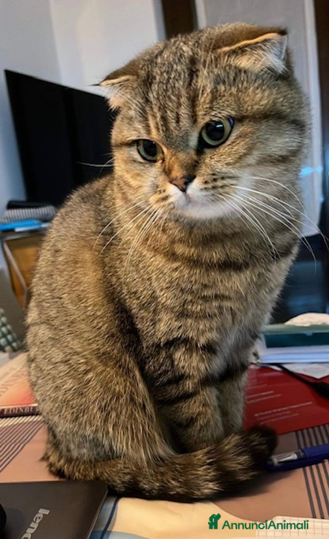 Immagine della galleria {{count}}