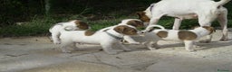 Jack Russell cani in vendita: Cuccioli jack russel  - Annuncio 6