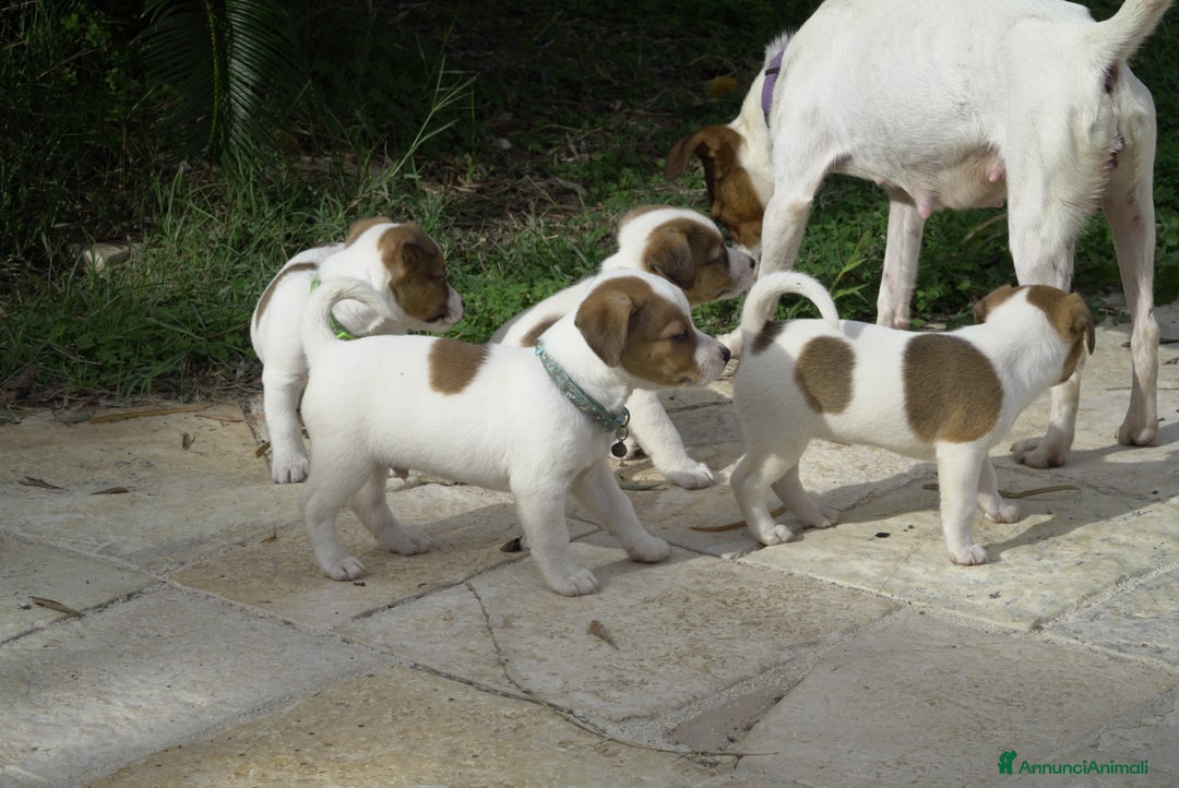 Jack Russell cani in vendita: Cuccioli jack russel  - Annuncio 6
