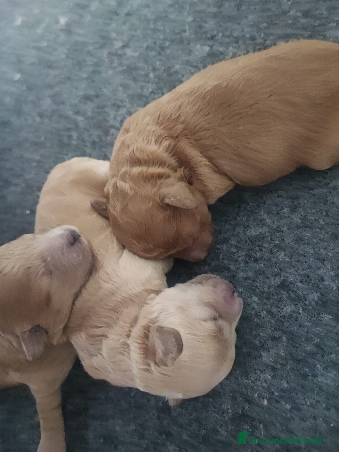 Barboncino cani in vendita: Cuccioli di barboncino - Annuncio 6