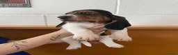 Bassethound cani in vendita: Cucciolata Bassethound  a Città metropolitana di Milano - Annuncio 12