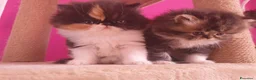 Persiano gatti in vendita: gattini persiani - Annuncio 8