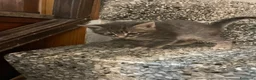 Meticcio gatti in vendita: Gattino simpatico  - Annuncio 3