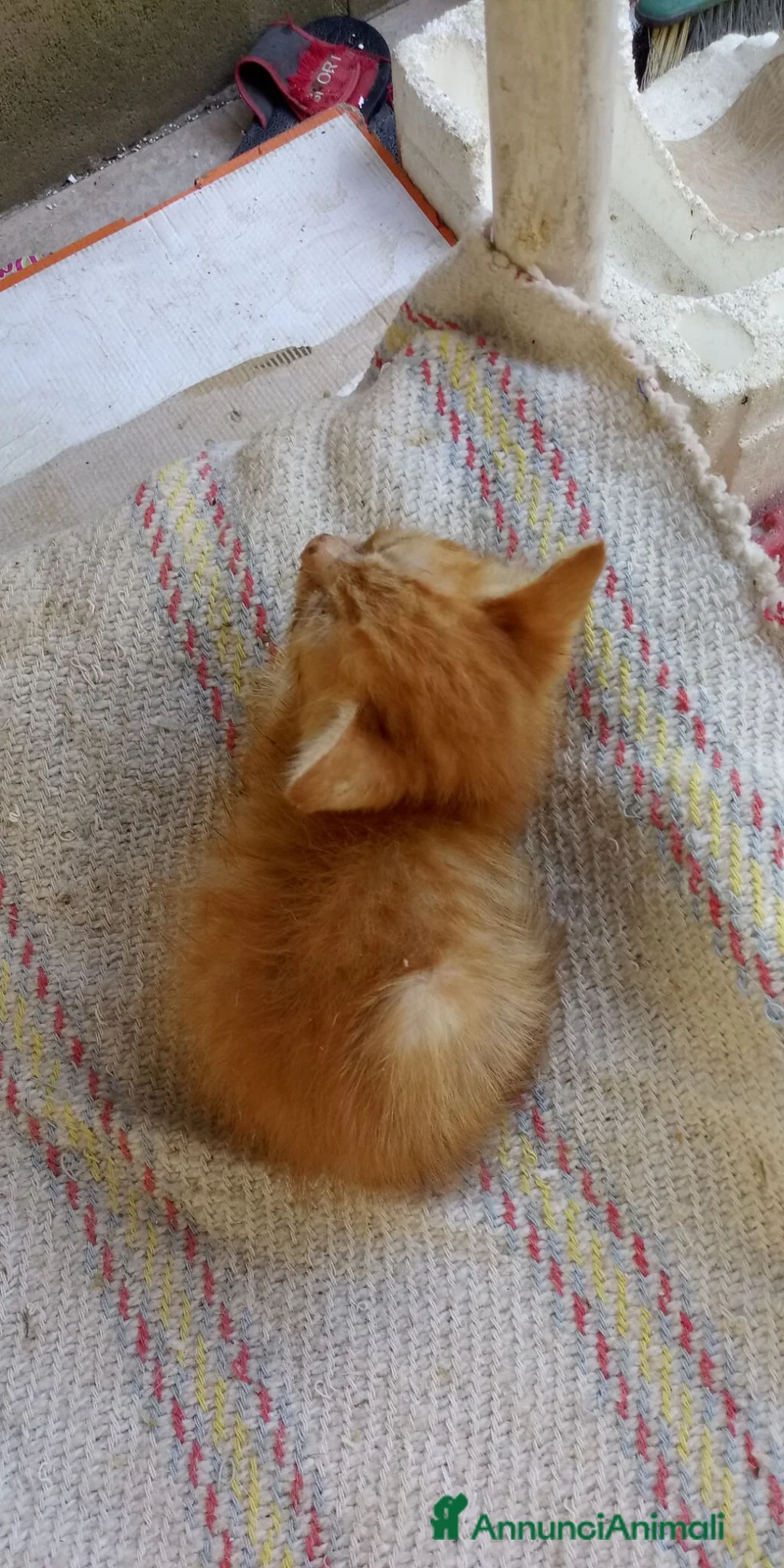 Europeo gatti in regalo: Gattinii - Annuncio 5
