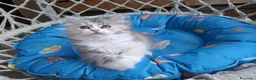 Siberiano gatti in vendita: Gattina Siberiana con PEDIGREE a Città Metropolitana di Bologna - Annuncio 4