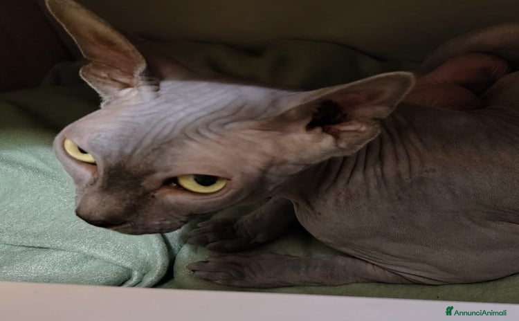 Sphynx gatti - Annuncio 1