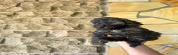 Barboncino Toy cani in vendita: Barboncini toy - Annuncio 2