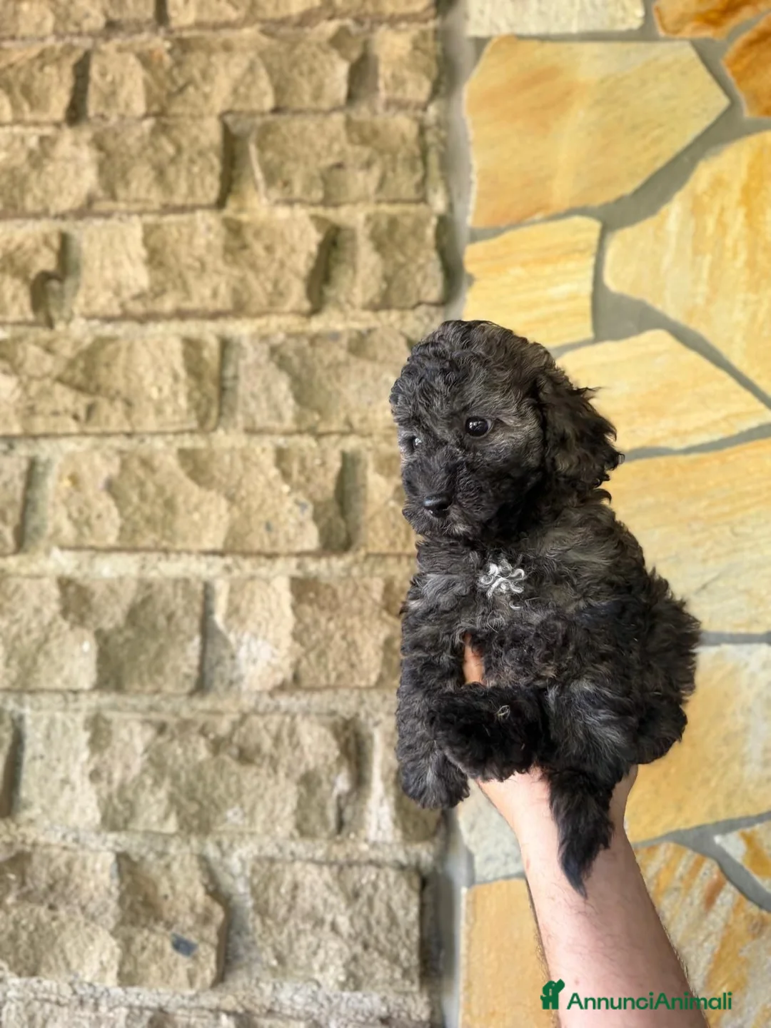 Barboncino Toy cani in vendita: Barboncini toy - Annuncio 2