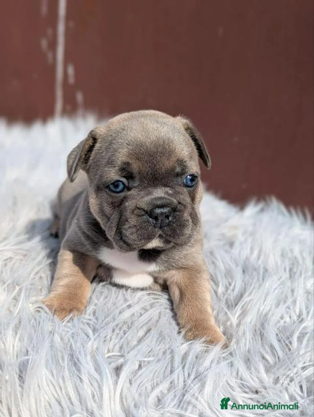 Bulldog Francese cani in vendita: Bulldog francesi Merle maschi - Annuncio 7