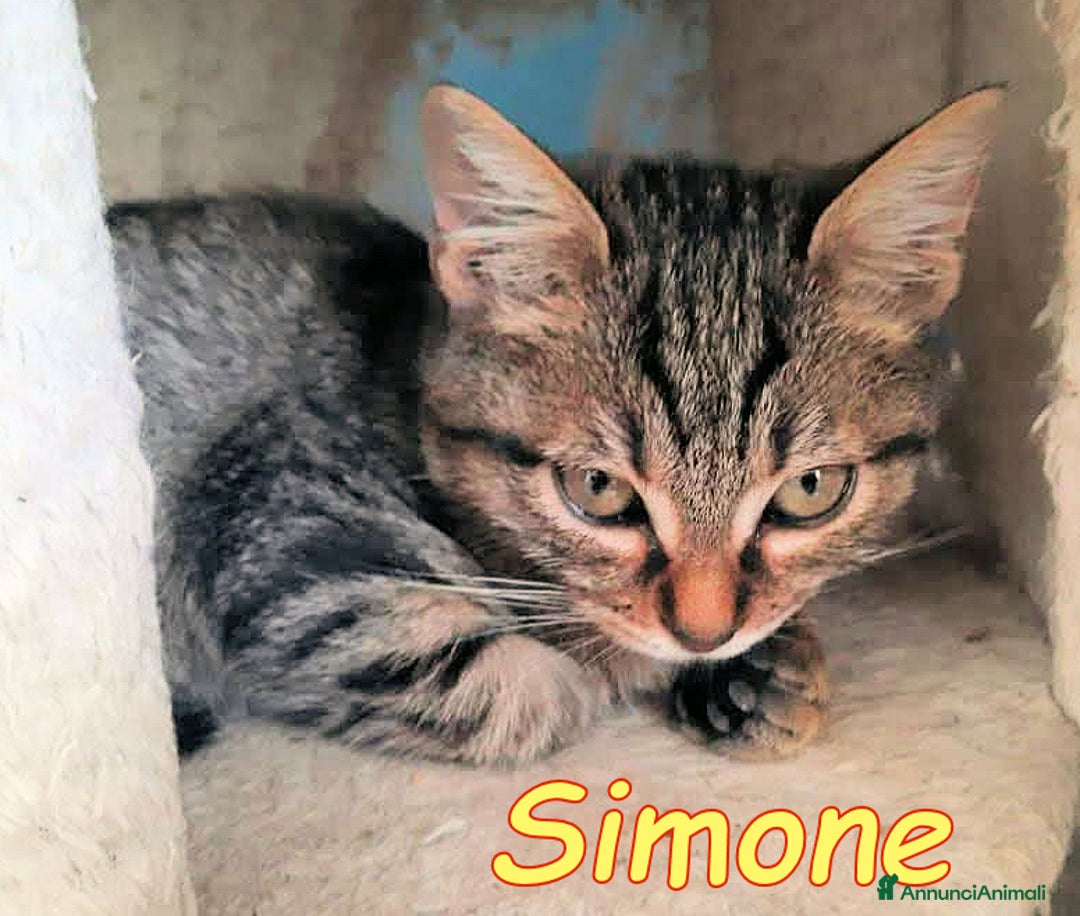 Europeo gatti in regalo:  SIMONE IL GATTINO DALLE MILLE COCCOLE - Annuncio 2