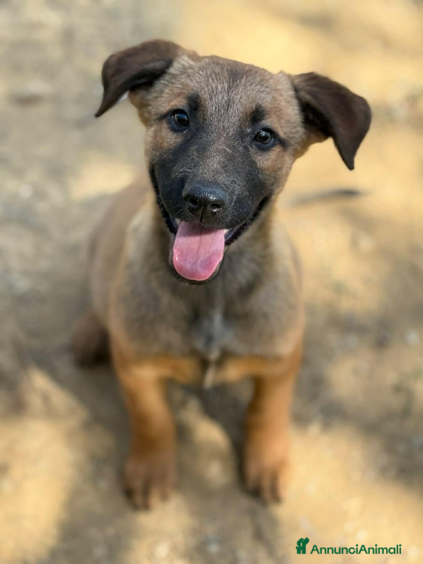 Pastore Belga cani 5 splendidi mix PASTORINI BELGA di 3 MESI!  - Annuncio 33