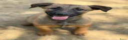 Pastore Belga cani in regalo: 5 splendidi mix PASTORINI BELGA di 3 MESI!  - Annuncio 1