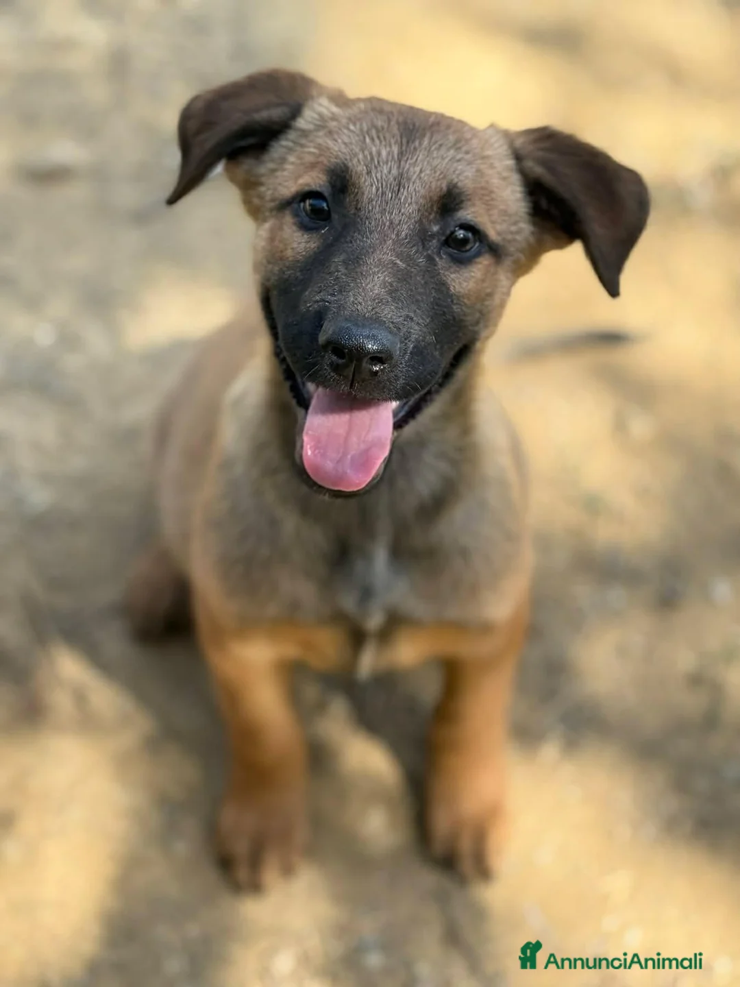 Pastore Belga cani in regalo: 5 splendidi mix PASTORINI BELGA di 3 MESI!  - Annuncio 1