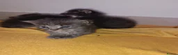 Certosino gatti in vendita: Gattini - Annuncio 9