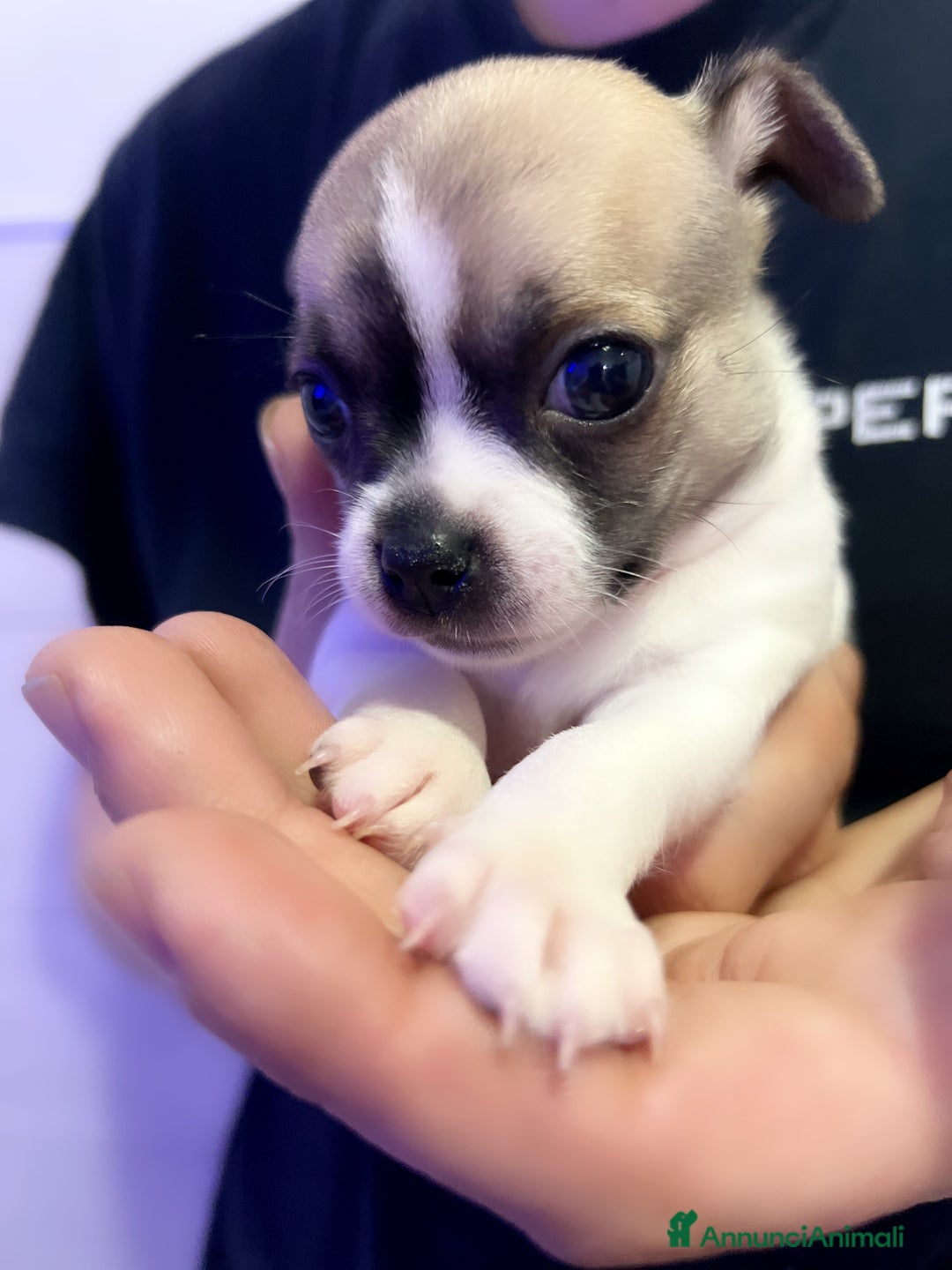 Chihuahua cani in vendita: Chihuahua  - Annuncio 4