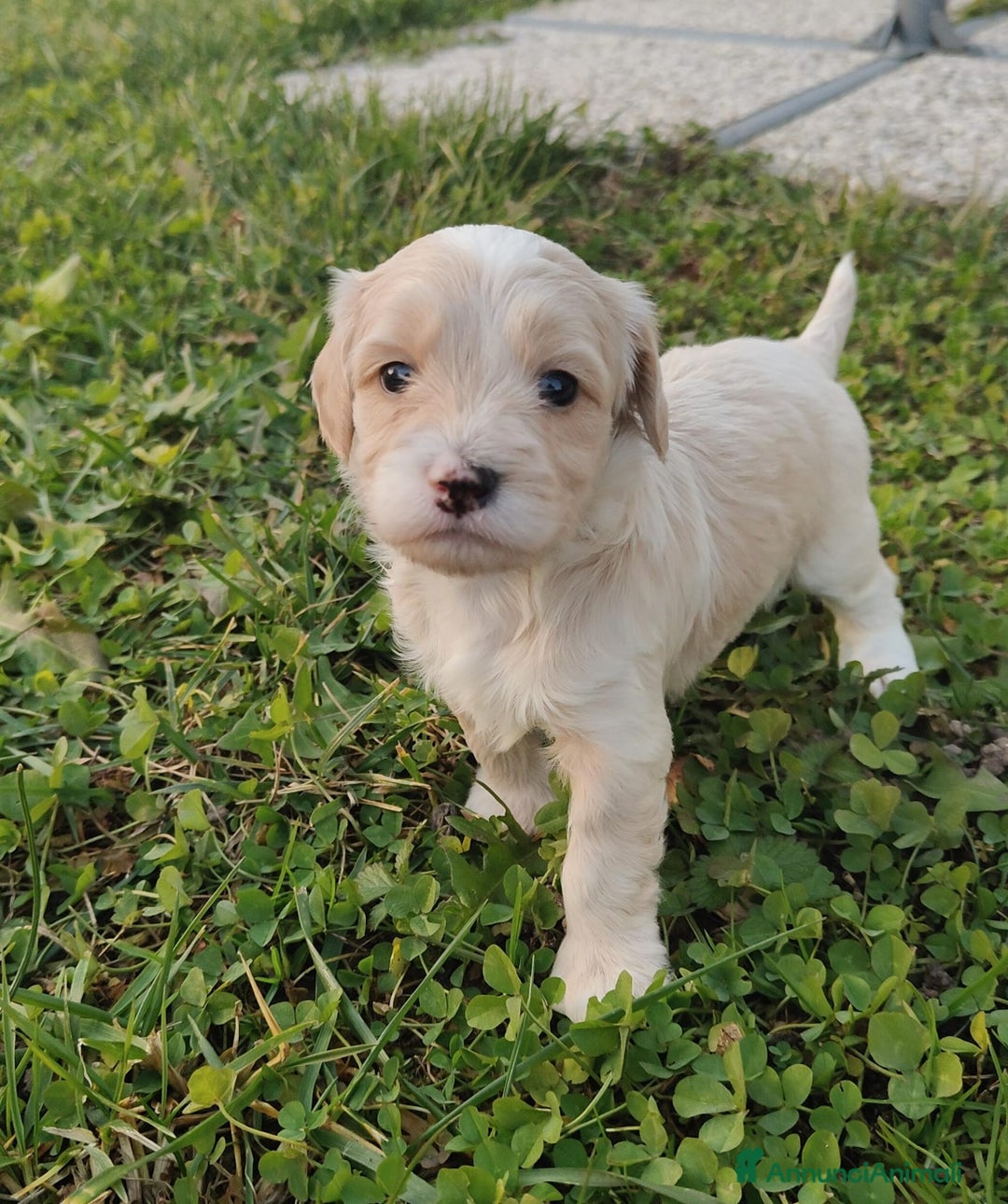 Meticcio cani in vendita: Maltipoo - Annuncio 4