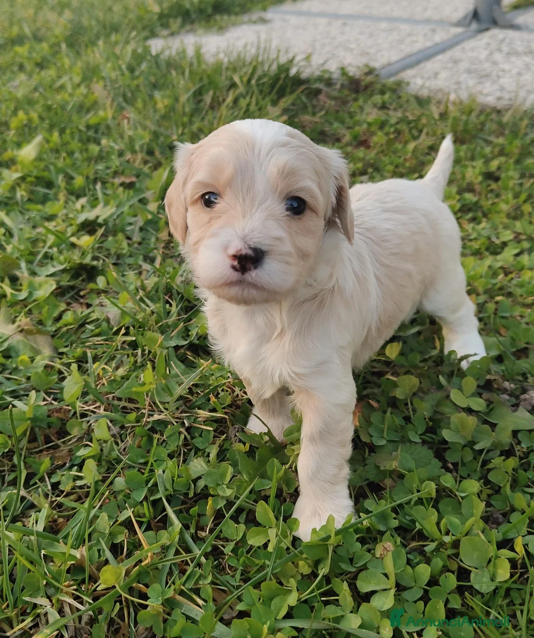 Meticcio cani in vendita: Maltipoo - Annuncio 4