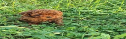 Barboncino Toy cani in vendita: Barboncino toy red - Annuncio 1