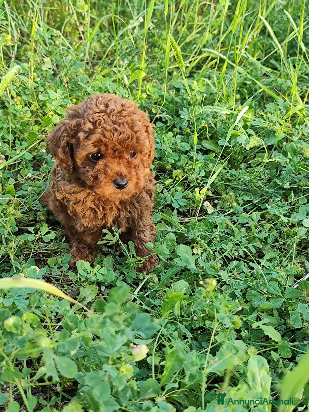 Barboncino Toy cani in vendita: Barboncino toy red - Annuncio 1