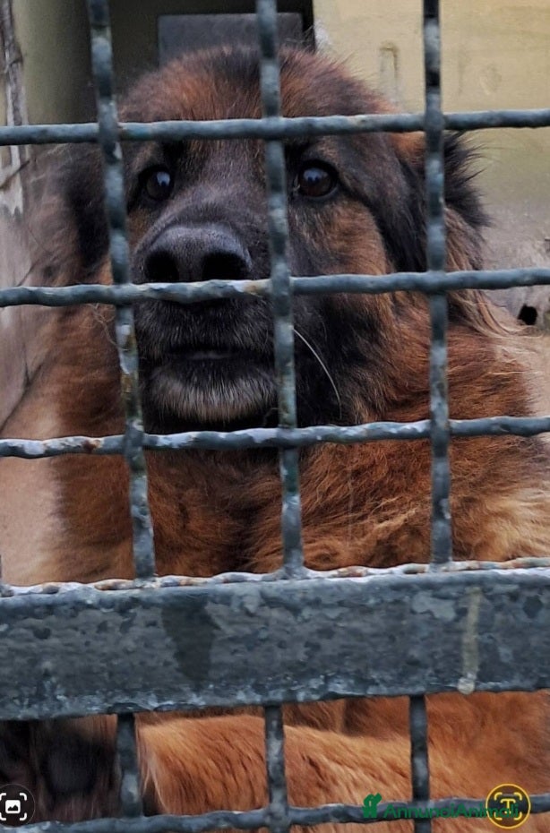 Pastore Tedesco cani Pastore Tedesco 8anni nn esce mai dal box!CASERTA a Città metropolitana di Milano - Annuncio 12