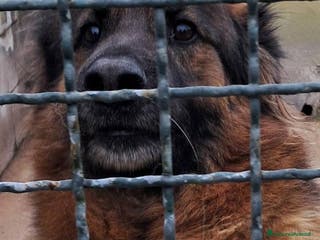 Pastore Tedesco cani Pastore Tedesco 8anni nn esce mai dal box!CASERTA a Città metropolitana di Milano - Annuncio 3