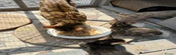 Bengala gatti in vendita: Cuccioli di Bengala - Annuncio 3