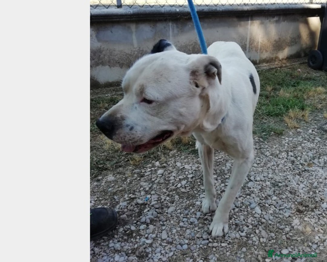 Meticcio cani in regalo: Klaus dolcissimo testone cerca casa a Roma - Annuncio 4