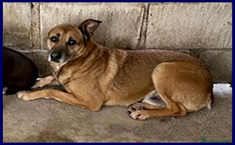 Meticcio cani a Provincia di Reggio Emilia - Annuncio 2