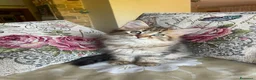 Siberiano gatti in vendita: Dolce Nina - Annuncio 6